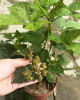 Černica nepichľavá - beztŕňová (Rubus fruticosus) ´BLACK SATIN´ Černica nepichľavá - beztŕňová (Rubus fruticosus) ´BLACK SATIN´