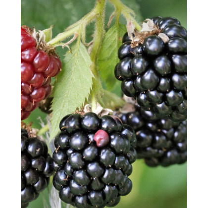 Černica nepichľavá - beztŕňová (Rubus fruticosus) ´BLACK SATIN´ Černica nepichľavá - beztŕňová (Rubus fruticosus) ´BLACK SATIN´