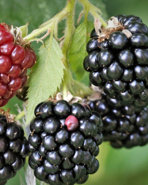 Černica nepichľavá - beztŕňová (Rubus fruticosus) ´BLACK SATIN´ Černica nepichľavá - beztŕňová (Rubus fruticosus) ´BLACK SATIN´