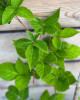 Černica nepichľavá - beztŕňová (Rubus fruticosus) ´TRIPLE CROWN´ Černica nepichľavá - beztŕňová (Rubus fruticosus) ´TRIPLE CROWN´