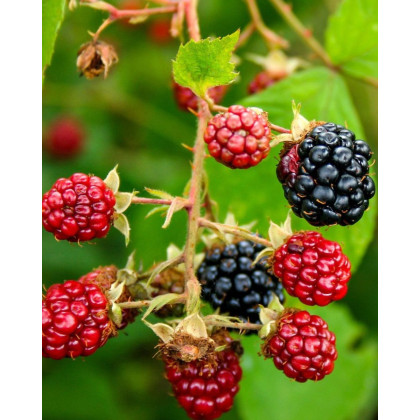 Černica nepichľavá, veľkoplodá (Rubus fruticosus) ´LOCH NESS´ Černica nepichľavá, veľkoplodá (Rubus fruticosus) ´LOCH NESS´