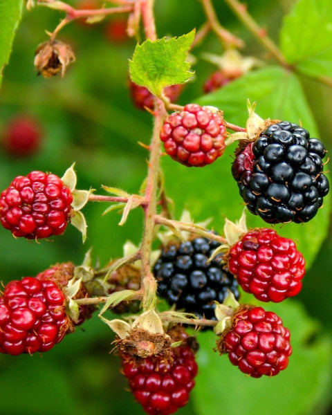 Černica nepichľavá, veľkoplodá (Rubus fruticosus) ´LOCH NESS´ Černica nepichľavá, veľkoplodá (Rubus fruticosus) ´LOCH NESS´