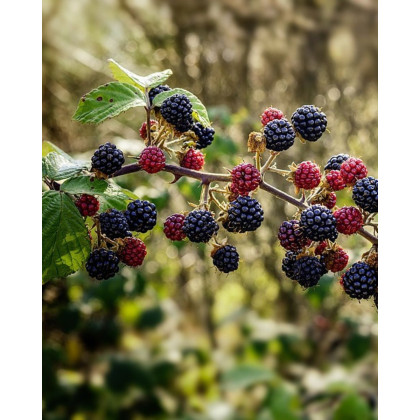 Černica nepichľavá (Rubus fruticosus) ´NAVAHO´ Černica nepichľavá (Rubus fruticosus) ´NAVAHO´