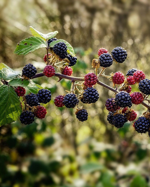 Černica nepichľavá (Rubus fruticosus) ´NAVAHO´ 