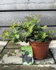 Černica nepichľavá - beztŕňová, veľkoplodá (Rubus fruticosus) ´THORN FREE´ Černica nepichľavá - beztŕňová, veľkoplodá (Rubus fruticosus) ´THORN FREE´