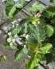 Černica nepichľavá - beztŕňová, veľkoplodá (Rubus fruticosus) ´THORN FREE´ Černica nepichľavá - beztŕňová, veľkoplodá (Rubus fruticosus) ´THORN FREE´