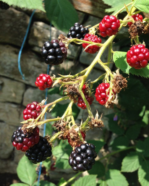 Černica nepichľavá - beztŕňová, veľkoplodá (Rubus fruticosus) ´THORN FREE´ Černica nepichľavá - beztŕňová, veľkoplodá (Rubus fruticosus) ´THORN FREE´