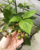 Černica nepichľavá - beztŕňová (Rubus fruticosus) ´TRIPLE CROWN´ Černica nepichľavá - beztŕňová (Rubus fruticosus) ´TRIPLE CROWN´