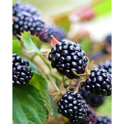 Černica nepichľavá - beztŕňová (Rubus fruticosus) ´TRIPLE CROWN´ Černica nepichľavá - beztŕňová (Rubus fruticosus) ´TRIPLE CROWN´