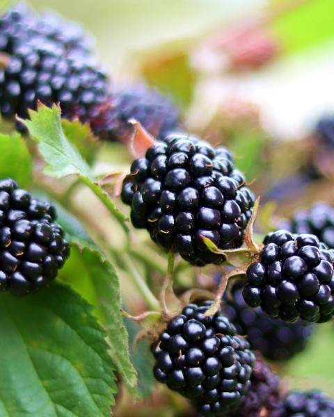 Černica nepichľavá - beztŕňová (Rubus fruticosus) ´TRIPLE CROWN´ Černica nepichľavá - beztŕňová (Rubus fruticosus) ´TRIPLE CROWN´