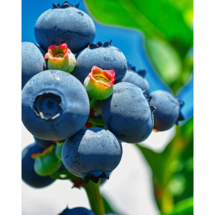 Čučoriedka kanadská (Vaccinium corymbosum) ´BLUEJAY´