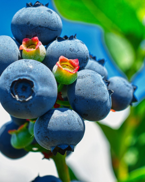 Čučoriedka kanadská (Vaccinium corymbosum) ´BLUEJAY´