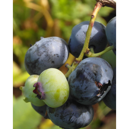 Čučoriedka kanadská (Vaccinium corymbosum) ´BRIGITTA´