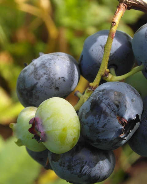 Čučoriedka kanadská (Vaccinium corymbosum) ´BRIGITTA´