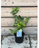 Čučoriedka kanadská (Vaccinium corymbosum) ´BLUEGOLD´