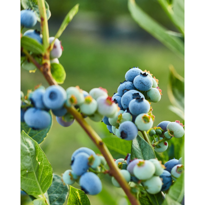 Čučoriedka kanadská (Vaccinium corymbosum) ´BLUECROP´ Čučoriedka kanadská (Vaccinium corymbosum) ´BLUECROP´