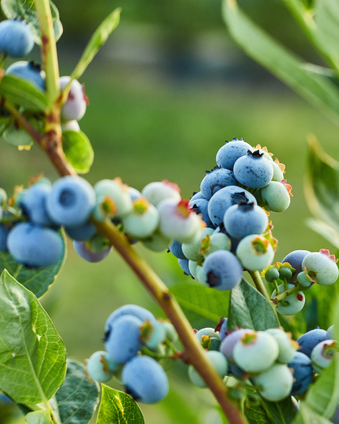 Čučoriedka kanadská (Vaccinium corymbosum) ´BLUECROP´ Čučoriedka kanadská (Vaccinium corymbosum) ´BLUECROP´