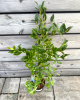 Čučoriedka kanadská (Vaccinium corymbosum) ´CHANDLER´