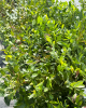 Čučoriedka kanadská (Vaccinium corymbosum) ´CHANDLER´