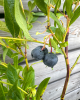 Čučoriedka kanadská (Vaccinium corymbosum) ´CHANDLER´