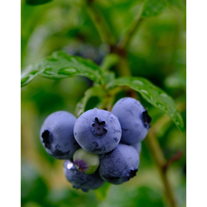 Čučoriedka kanadská (Vaccinium corymbosum) - čučoriedkové KVARTETO 4v1