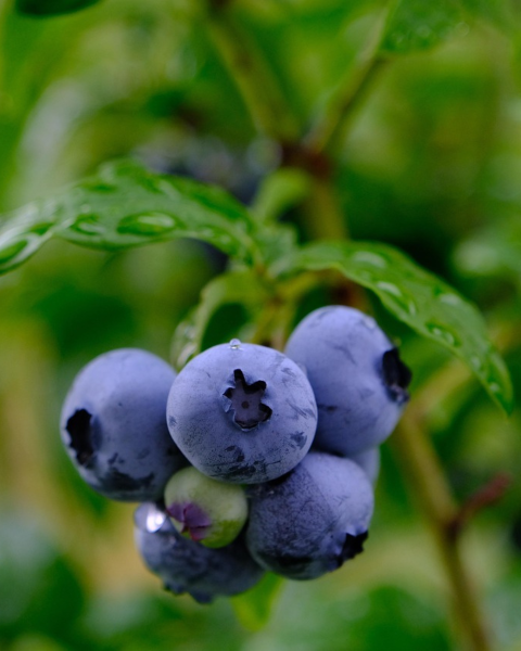 Čučoriedka kanadská (Vaccinium corymbosum) - čučoriedkové KVARTETO 4v1