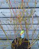 Čučoriedka kanadská (Vaccinium corymbosum) - čučoriedkové KVARTETO 4v1