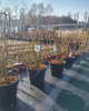 Čučoriedka kanadská (Vaccinium corymbosum) - čučoriedkové KVARTETO 4v1 Čučoriedka kanadská (Vaccinium corymbosum) - čučoriedkové KVARTETO 4v1