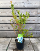 Čučoriedka kanadská (Vaccinium corymbosum) ´DUKE´