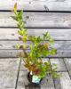 Čučoriedka kanadská (Vaccinium corymbosum) ´DUKE´