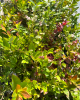 Čučoriedka kanadská (Vaccinium corymbosum) ´DUKE´