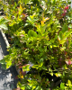 Čučoriedka kanadská (Vaccinium corymbosum) ´DUKE´