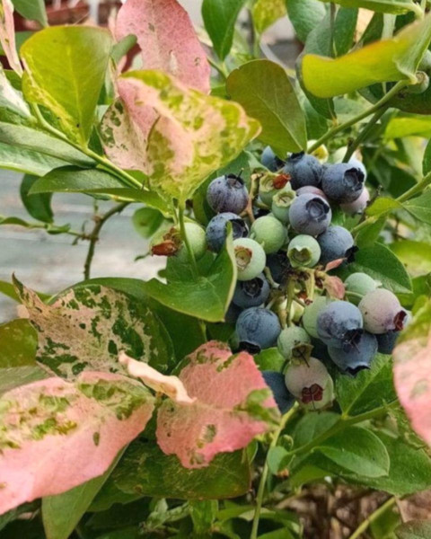 Čučoriedka kanadská zakrslá (Vaccinium corymbosum) ´FLAMINGO´ ®