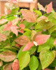 Čučoriedka kanadská zakrslá (Vaccinium corymbosum) ´FLAMINGO´ ®