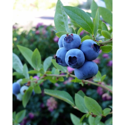 Čučoriedka kanadská (Vaccinium corymbosum) ´PATRIOT´ Čučoriedka kanadská (Vaccinium corymbosum) ´PATRIOT´