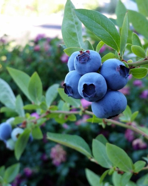 Čučoriedka kanadská (Vaccinium corymbosum) ´PATRIOT´ Čučoriedka kanadská (Vaccinium corymbosum) ´PATRIOT´
