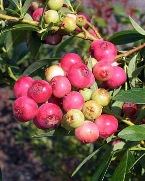  Čučoriedka kanadská (Vaccinium corymbosum) ´PINK BLUEBERRY´