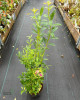  Čučoriedka kanadská (Vaccinium corymbosum) ´PINK LEMONADE´®