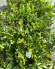 Čučoriedka kanadská (Vaccinium corymbosum) ´TORO´ 