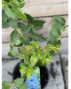 Čučoriedka kanadská (Vaccinium corymbosum) ´BLUEGOLD´