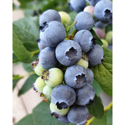 Čučoriedka kanadská (Vaccinium corymbosum) ´BLUEGOLD´ Čučoriedka kanadská (Vaccinium corymbosum) ´BLUEGOLD´