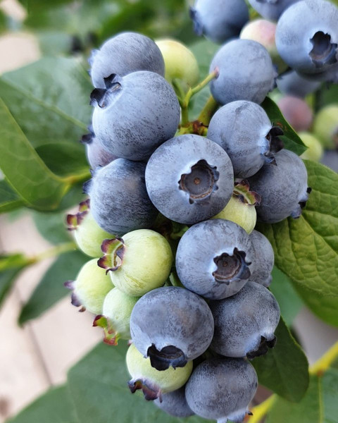Čučoriedka kanadská (Vaccinium corymbosum) ´BLUEGOLD´ Čučoriedka kanadská (Vaccinium corymbosum) ´BLUEGOLD´