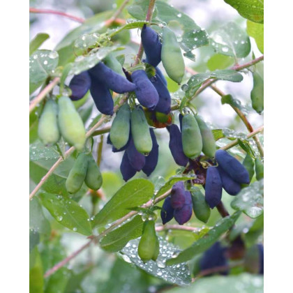 Zemolez kamčatský (Lonicera kamtschatica) ´ZOJKA´ Zemolez kamčatský (Lonicera kamtschatica) ´ZOJKA´