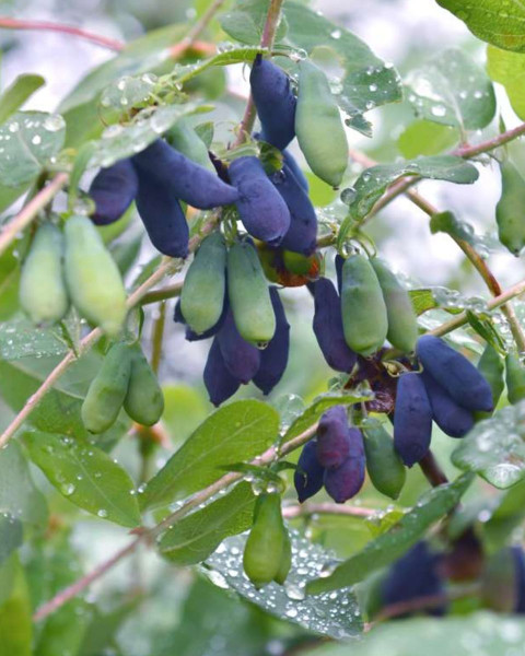 Zemolez kamčatský (Lonicera kamtschatica) ´ZOJKA´ Zemolez kamčatský (Lonicera kamtschatica) ´ZOJKA´