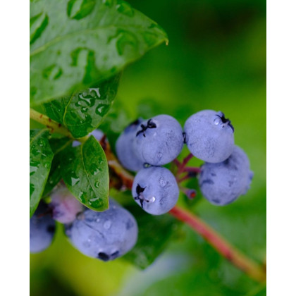 Čučoriedka kanadská (Vaccinium corymbosum) ´PATRIOT´ Čučoriedka kanadská (Vaccinium corymbosum) ´PATRIOT´