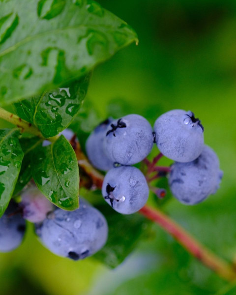 Čučoriedka kanadská (Vaccinium corymbosum) ´PATRIOT´ Čučoriedka kanadská (Vaccinium corymbosum) ´PATRIOT´