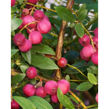 Čučoriedka kanadská (Vaccinium corymbosum) ´PINK LEMONADE´® Čučoriedka kanadská (Vaccinium corymbosum) ´PINK LEMONADE´®