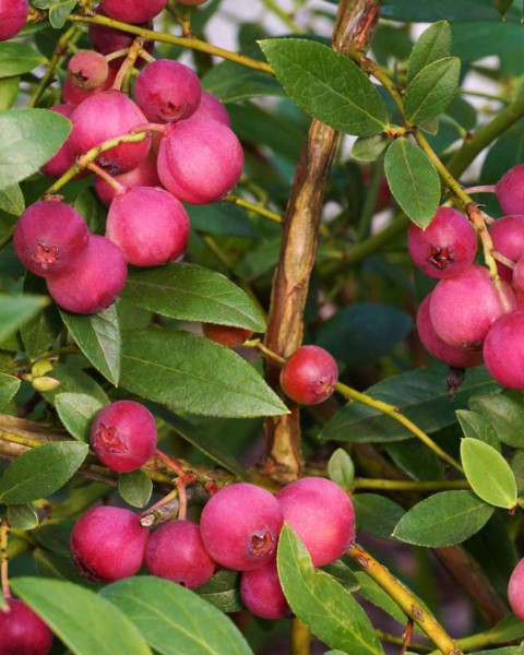  Čučoriedka kanadská (Vaccinium corymbosum) ´PINK LEMONADE´®