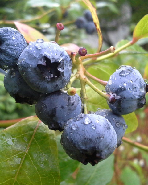 Čučoriedka kanadská (Vaccinium corymbosum) ´TORO´ 