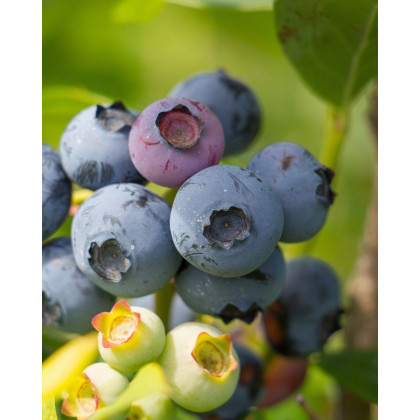 Čučoriedka kanadská (Vaccinium corymbosum) ´CHANDLER´ Čučoriedka kanadská (Vaccinium corymbosum) ´CHANDLER´
